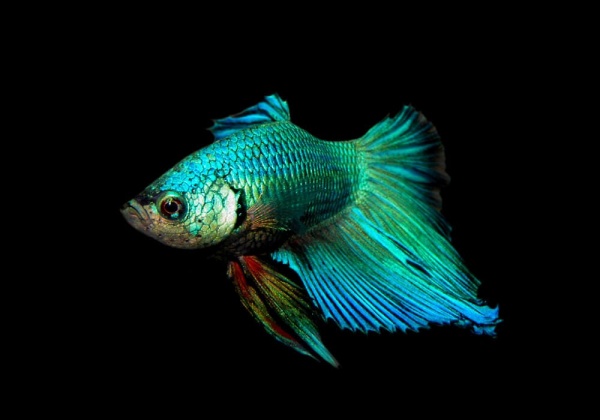 Петушок Супер Дельта изумрудный самец (etta-splendens-Super-Delta-emerald)
