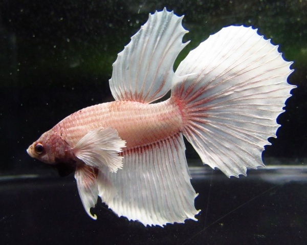 Петушок ХалфМун Дамбо пурпурный самец  (betta dambo elephant ear purple)