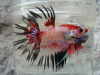Петушок Коронохвостый КОИ (Betta-splendens-crown-tail-calico)