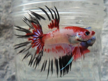 Петушок Коронохвостый КОИ (Betta-splendens-crown-tail-calico)