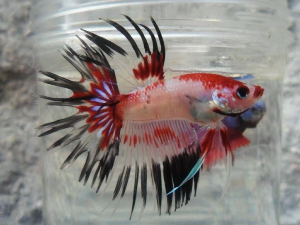 Петушок Коронохвостый КОИ (Betta-splendens-crown-tail-calico)