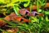 Расбора Клинопятнистая (Trigonostigma Heteromorpha)
