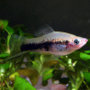 Меченосец Геллера тигровый (Xiphophorus helleri Tiger)