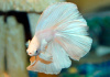 Петушок Халф Мун белый самец (Betta male Halfmoon white)