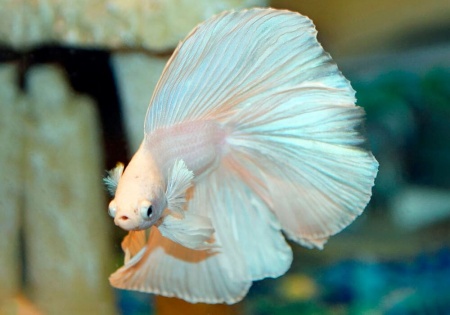 Петушок Халф Мун белый самец (Betta male Halfmoon white)