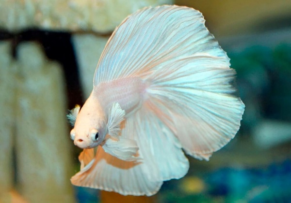 Петушок Халф Мун белый самец (Betta male Halfmoon white)
