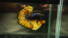 Петушок Халф Мун горчичный газ самец (Betta splendens Halfmoon Mustard Gas)