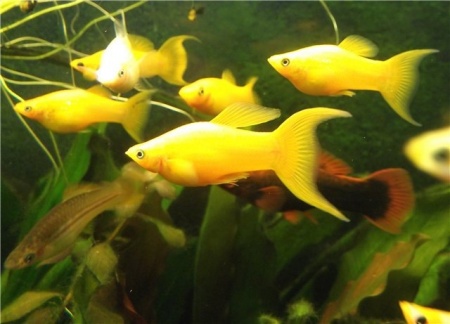 Моллинезия желтая лирохвостая (Poecilia sphenops Gold Molly)