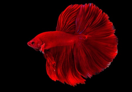 Петушок Халф Мун розохвостый красный самец (Betta male Halfmoon Rosetail red)