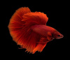 Петушок Супер Дельта красный самец (Betta-splendens-Super-Delta-Pink-Butter)
