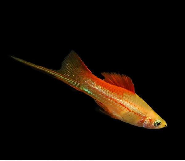 Меченосец Геллера неоновый (Xiphophorus helleri Neon)
