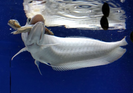 Арована Южноамериканская альбинос (Osteoglossum bicirrhosum albino) 10-12см