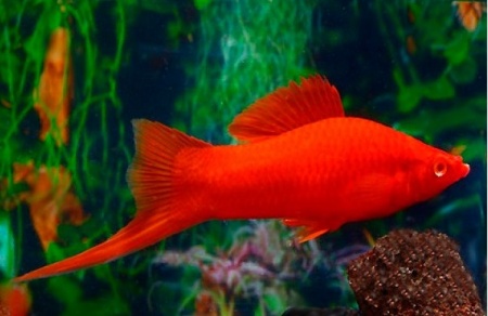 Меченосец красный рубин (Xiphophorus helleri red rubin)
