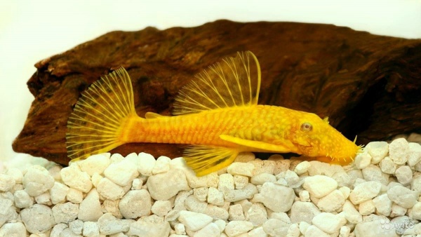 Анциструс золотой - (Ancistrus dolichopterus gold) сом - присоска.3,5-4 см