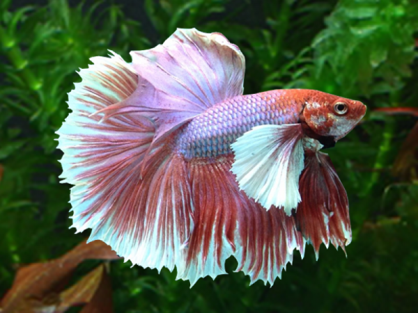 Петушок Халфмун Дамбо красный бабочка самец (betta-dumbo-red-butterfly)