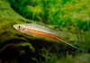 Меченосец Геллера зеленый (Xiphophorus helleri Green)