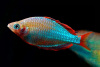 Радужница Неоновая (Melanotaenia Praecox)