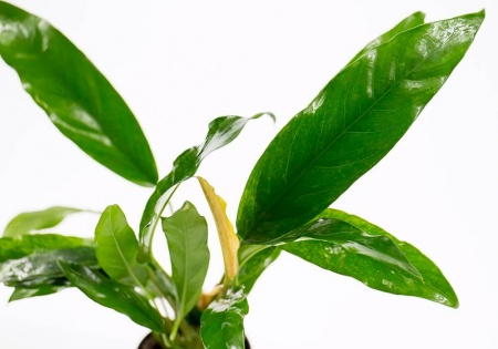 Анубиас Минима (Anubias minima)