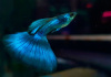 Гуппи синий московский (Guppy Moscow Blue)