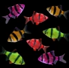 Барбус Глофиш Фиолетовый  (Barbus GloFish)