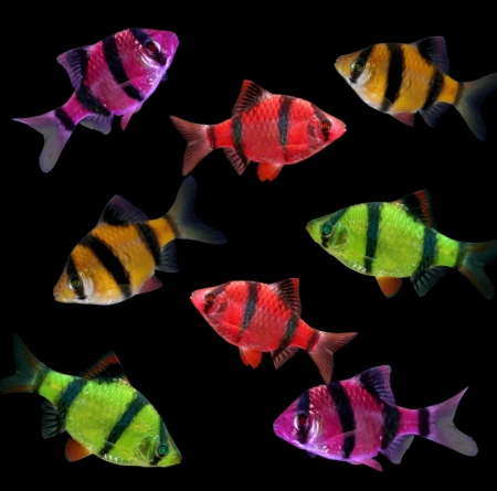 Барбус Глофиш Фиолетовый  (Barbus GloFish)