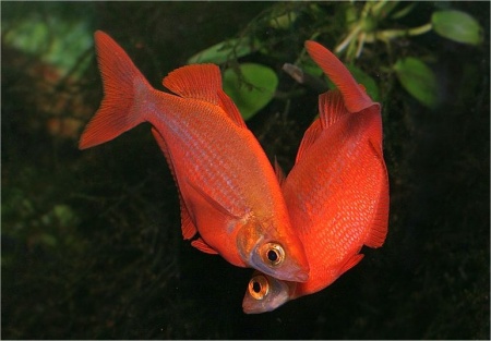 Глоссолепис красный (Glossolepis incisus)