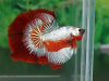 Петушок Супер Дельта красно белый самец (Betta male Super Delta-red-white)