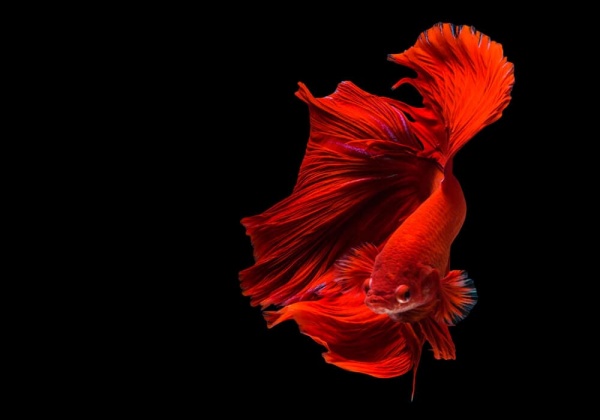 Петушок Халф Мун розохвостый красный самец (Betta male Halfmoon Rosetail red)