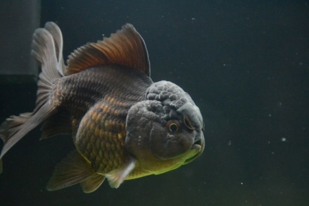 Оранда черная (Goldfish Oranda black) 10-12 см