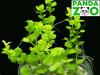 Bacopa australis- Бакопа южная L021