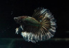 Петушок Супер Дельта черный дракон самец (betta-MALE super-delta-black-)