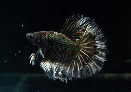 Петушок Супер Дельта черный дракон самец (betta-MALE super-delta-black-)