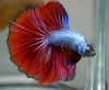 Петушок Халф Мун сине красный самец (Betta male Halfmoon bicolor red blue)