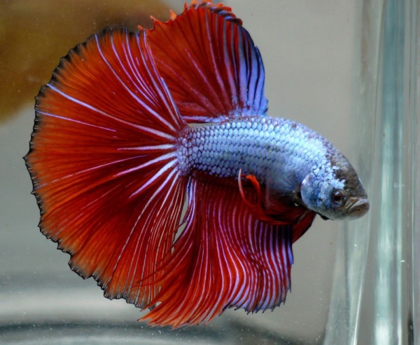Петушок Халф Мун сине красный самец (Betta male Halfmoon bicolor red blue)