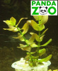 Bacopa caroliniana- Бакопа каролиниана L022