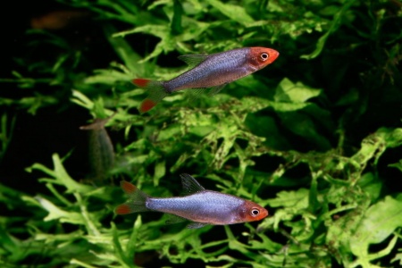 Расбора Савбва или Красноносая расбора (Sawbwa resplendens)