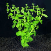 Clinopodium CF. Brownei- Клиноподиум L116