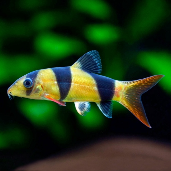 Боция-клоун (Botia macracanthus) 5 см