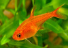 Тетра Аманда (Hyphessobrycon Amandae) 1,8  см