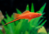 Меченосец Геллера красный (Xiphophorus helleri red)