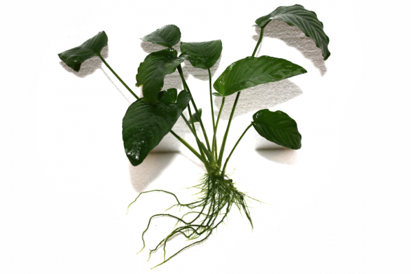 Анубиас Бартери (Anubias barteri var. Barteri)