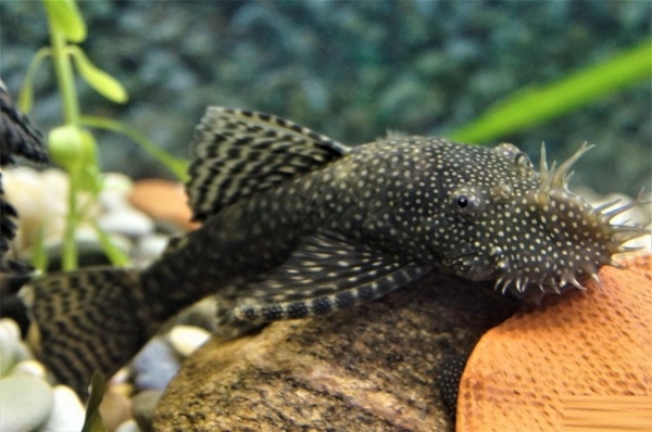 Анциструс обыкновенный  (Ancistrus dolichopterus) сом - присоска. 2,5-2,8 см