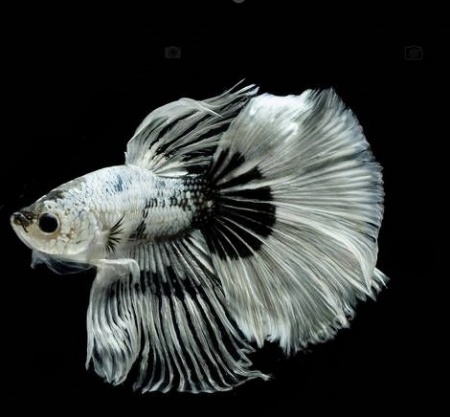 Петушок Халф Мун черный бабочка самец (Betta splendens Halfmoon black Butterfly)
