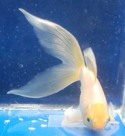 Золотая рыбка Комета белая (Goldfish comet white)