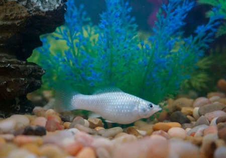 Моллинезия снежинка сербристая (Poecilia latipinna Silver Molly)