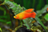 Пецилия золотой попугай  (Xiphophorus maculatus sunset sailfin)