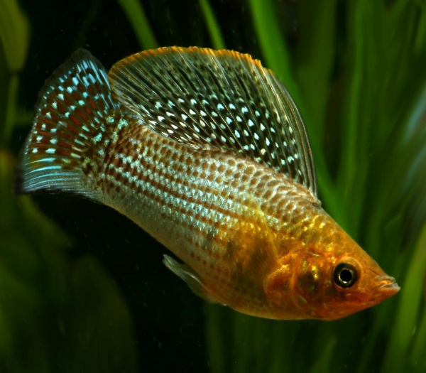 Моллинезия зеленая (Poecilia sphenops Green Sailfin Molly)