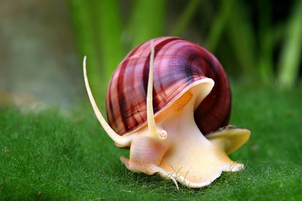 Улитка Ампулярия Фиолетовая