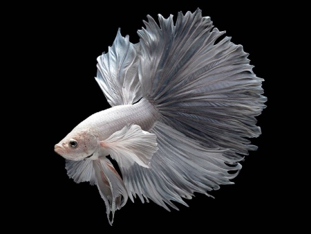Петушок ХалфМун Дамбо белый самец  (betta dambo elephant ear white)