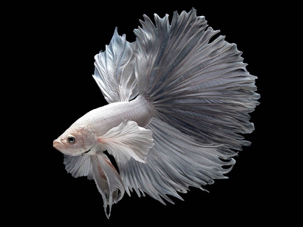Петушок ХалфМун Дамбо белый самец  (betta dambo elephant ear white)